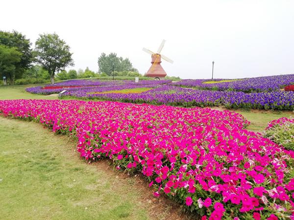 上虞海上花田拓展基地.jpg