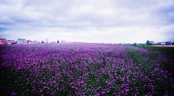 嘉善碧云花园拓展团建基地08.jpg